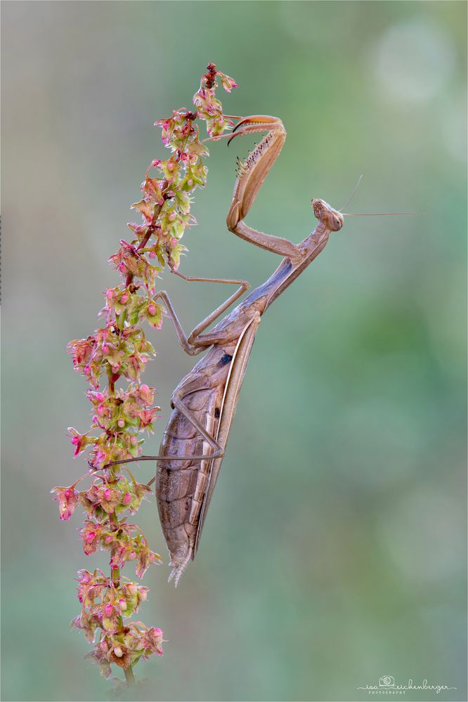 weibliche Mantis religosa