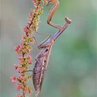 weibliche Mantis religosa