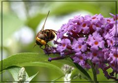 Weibliche Mistbiene, Schlammbiene oder Scheinbienen-Keilfleckschwebfliege ...