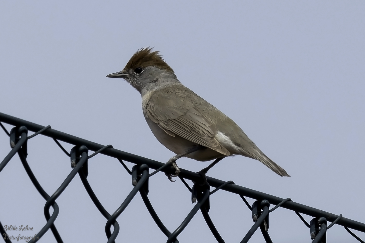 Weibliche Mönchsgrasmücke (Sylvia atricapilla)