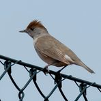 Weibliche Mönchsgrasmücke (Sylvia atricapilla)