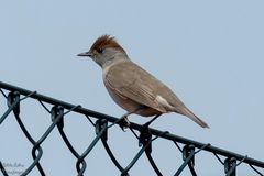 Weibliche Mönchsgrasmücke (Sylvia atricapilla)