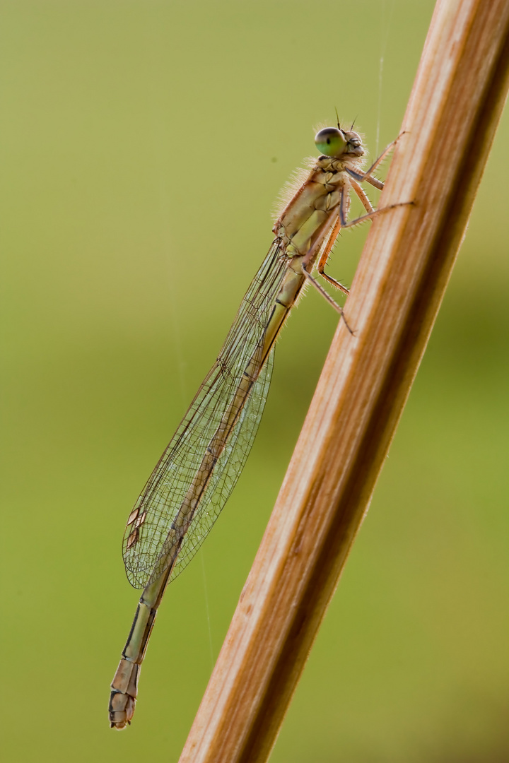 weibliche Pechlibelle