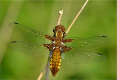 Weibliche Plattbauch Libelle