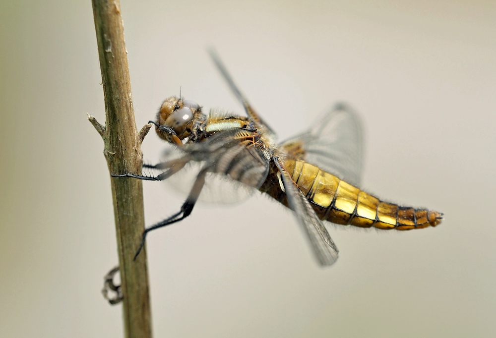 Weibliche Plattbauch-Libelle