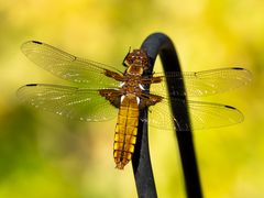 weibliche Plattbauchlibelle