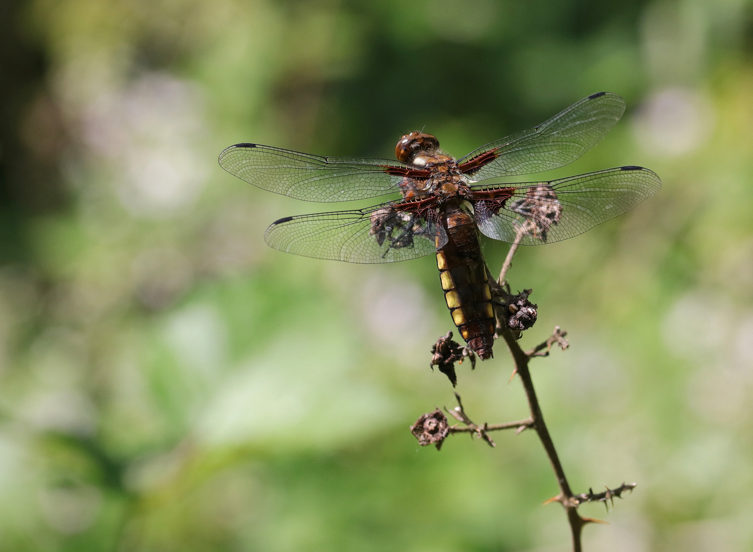 weibliche Plattbauchlibelle