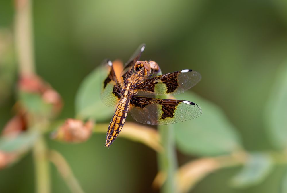 weibliche Plattbauchlibelle