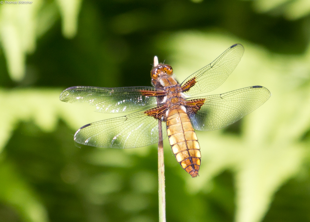 weibliche Plattbauchlibelle