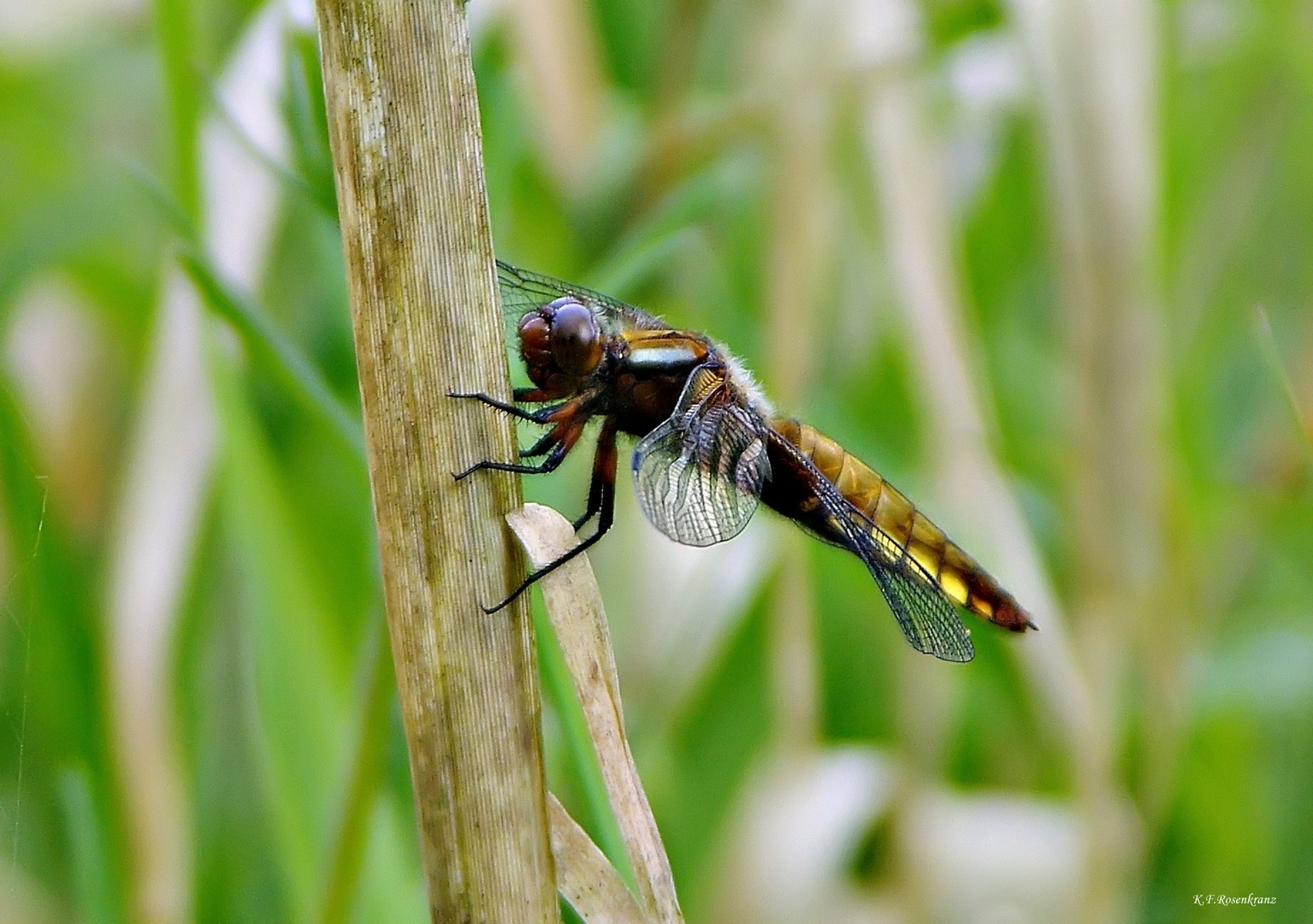 Weibliche Plattbauchlibelle