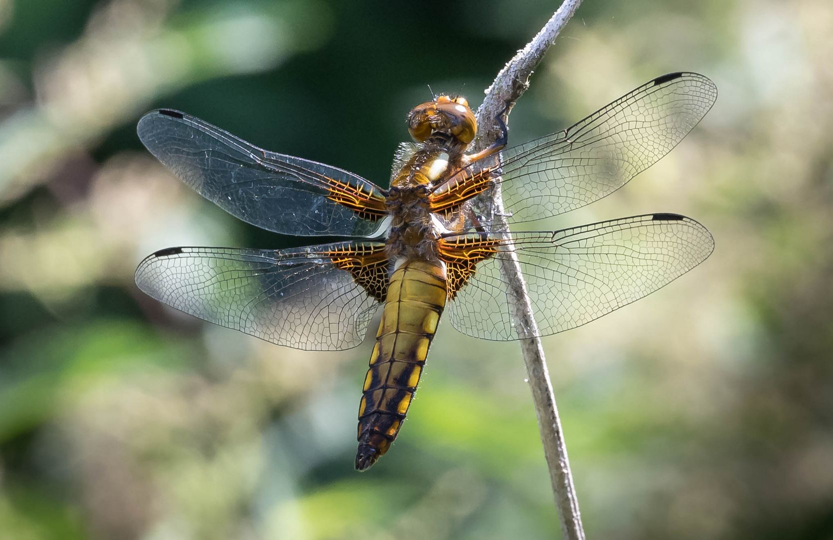 Weibliche Plattbauchlibelle