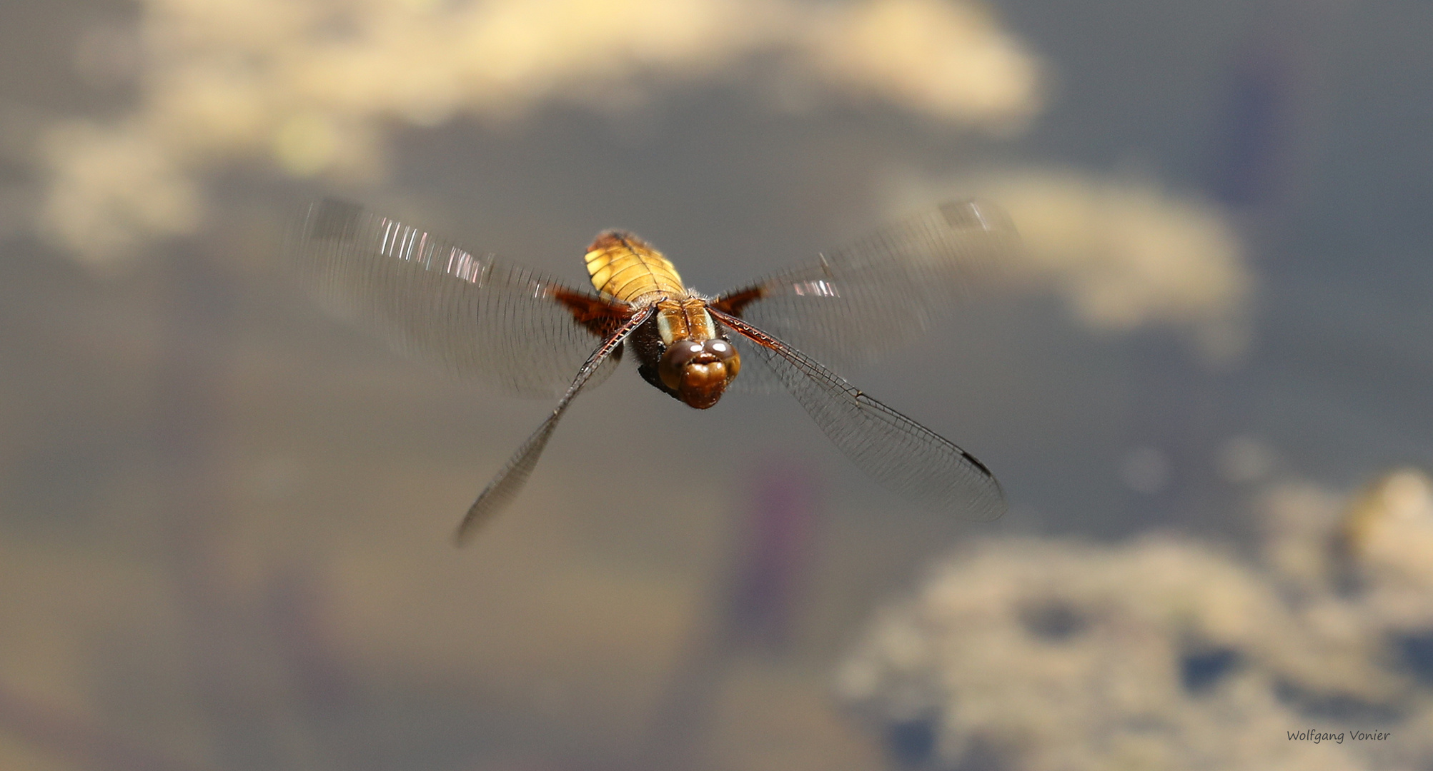 weibliche Plattbauchlibelle