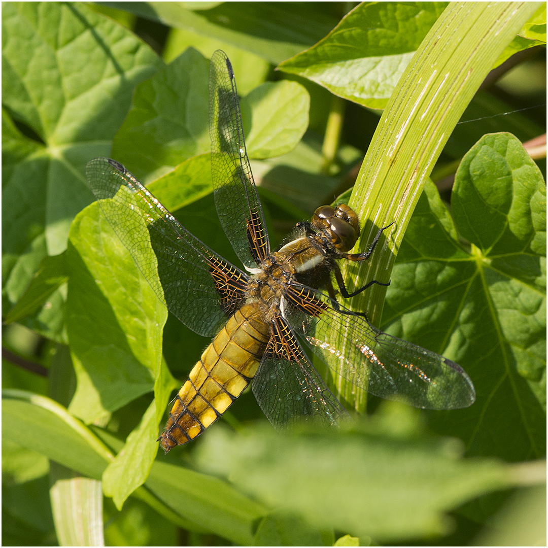 Weibliche Plattbauchlibelle - Libellula depressa