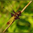 Weibliche Plattbauchlibelle(Libellula depressa) !