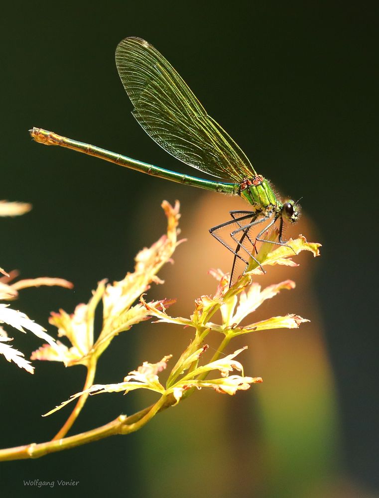  Weibliche Prachtlibelle