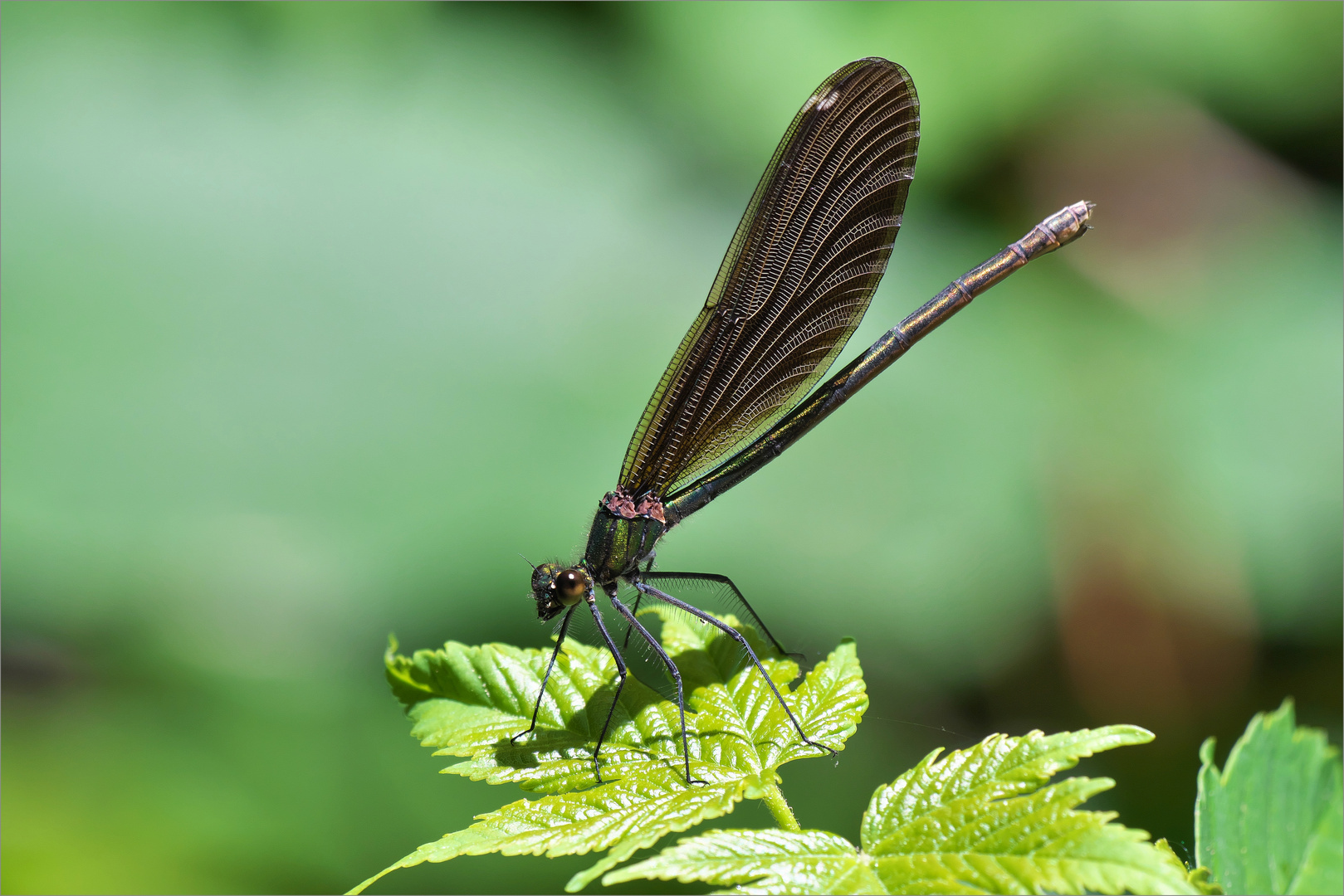 Weibliche Prachtlibelle