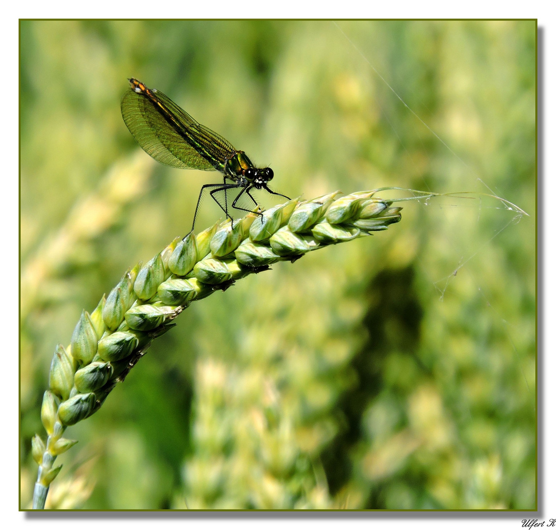 Weibliche Prachtlibelle im Kornfeld