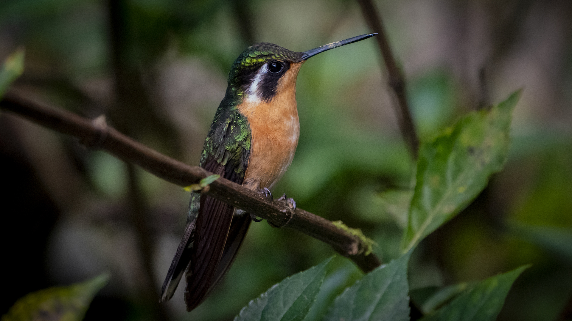 Weibliche Purpurkehlnymphe (Lampornis calolaema)