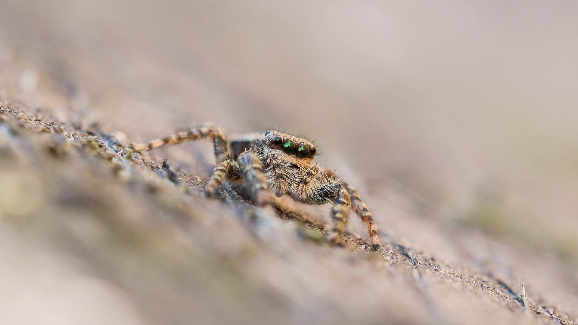 weibliche Rindenspringspinne