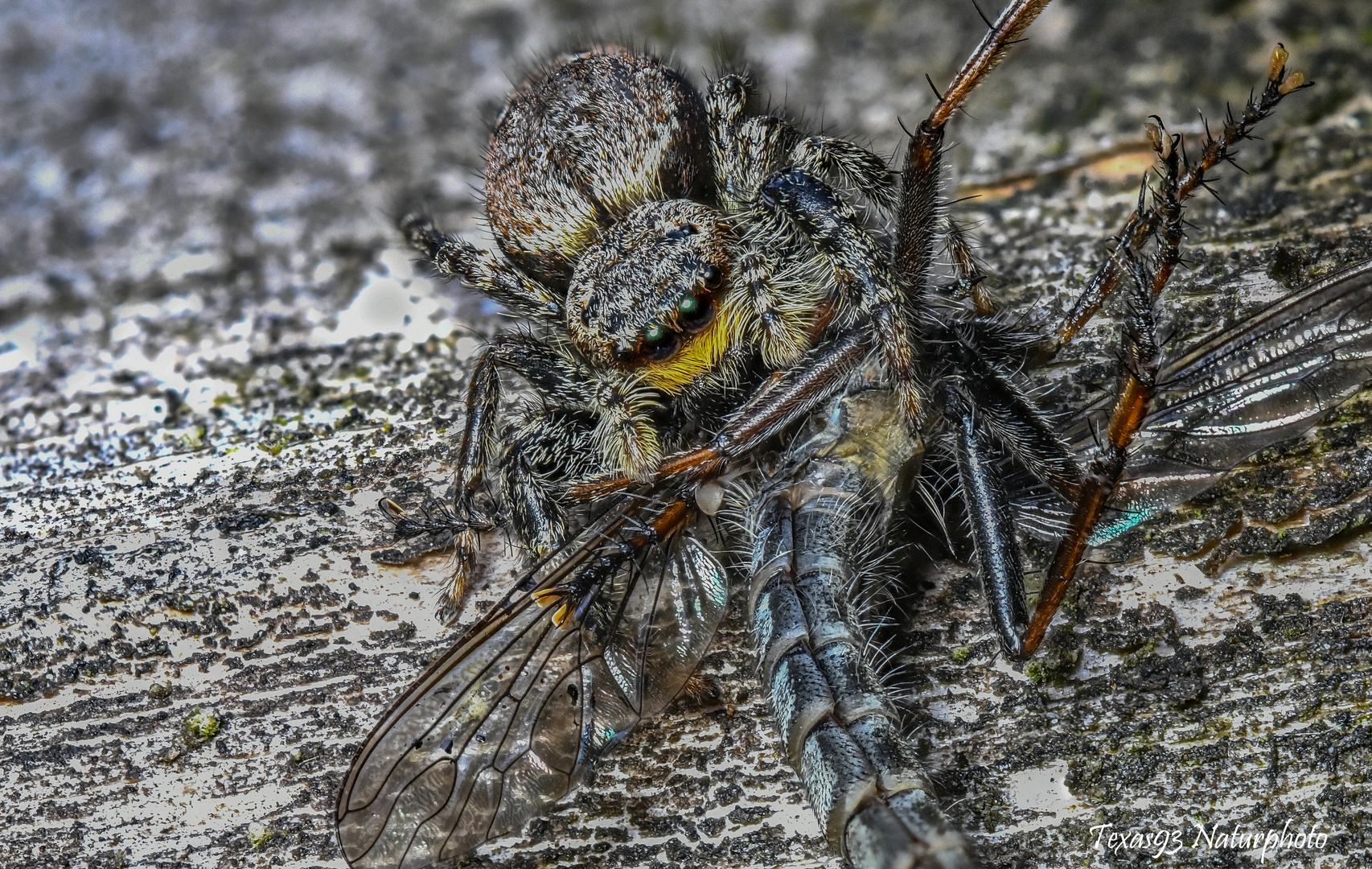 Weibliche Rindenspringspinne mit Beute 