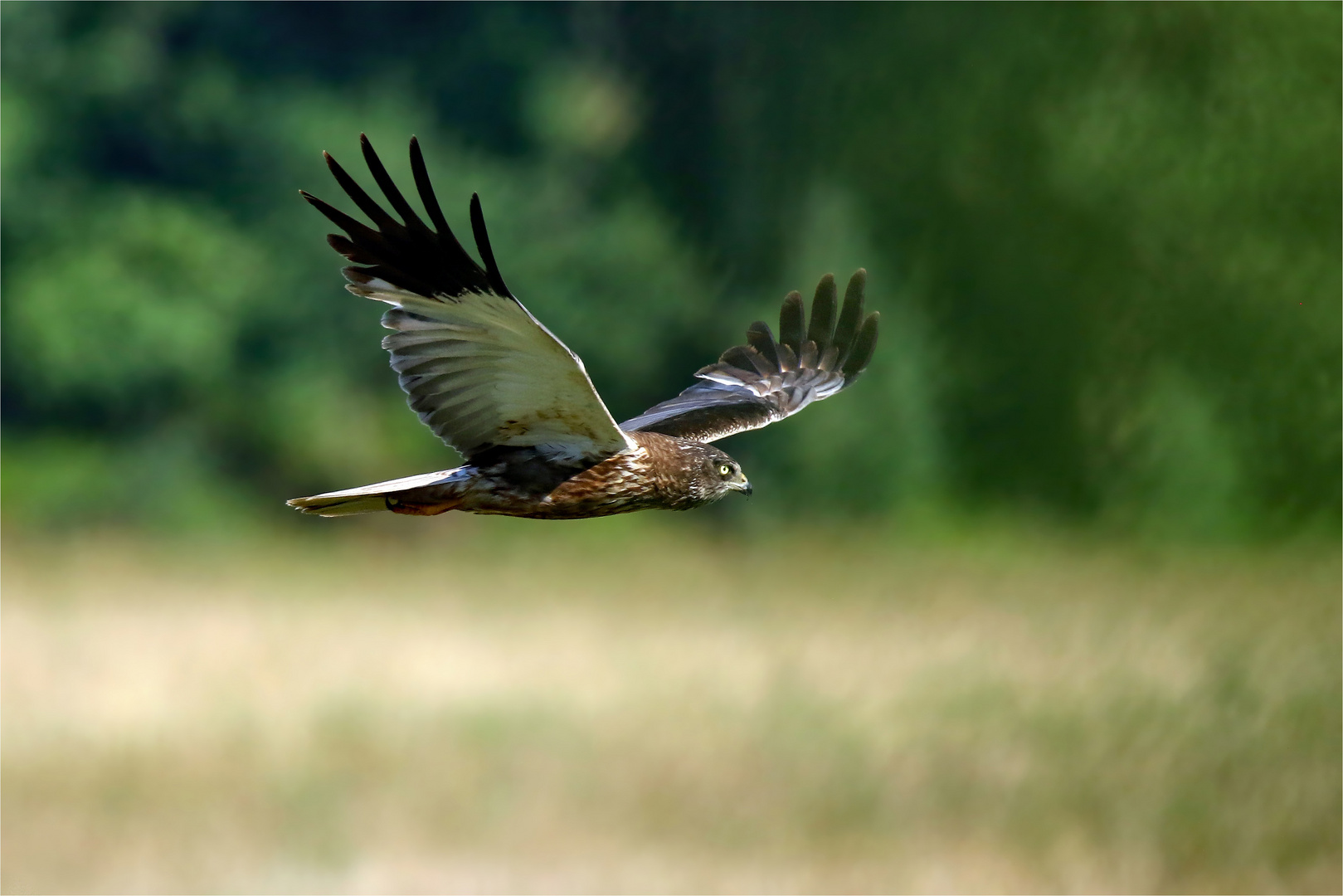 Weibliche Rohrweihe( Circus aeruginosus) -Suchflug 