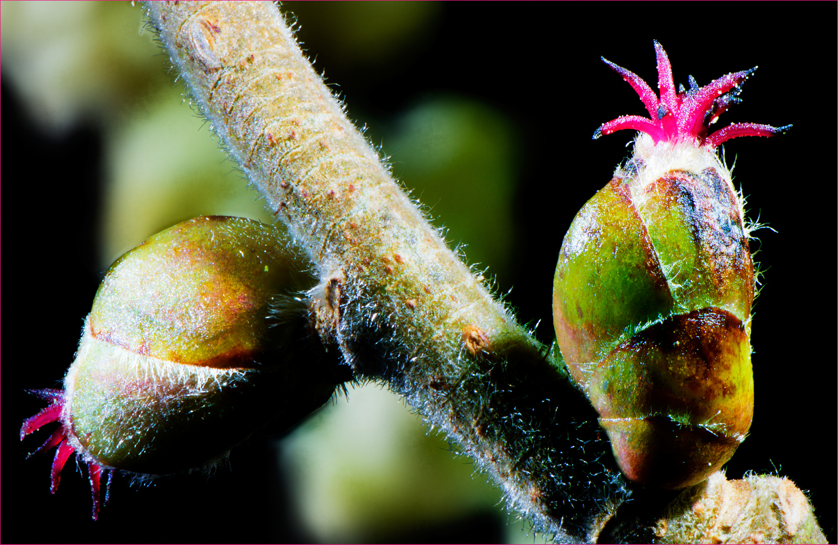 Weibliche, rote Haselnussblüten