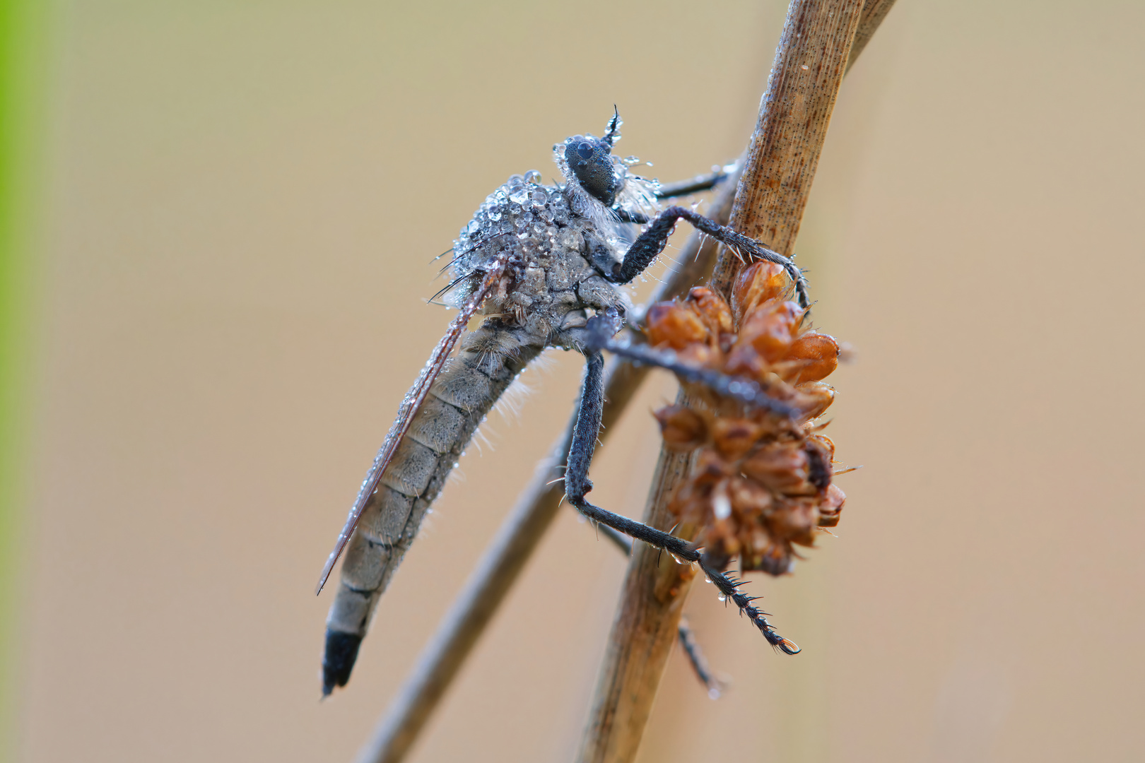 weibliche Sandraubfliege mit Tautropfen