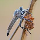 weibliche Sandraubfliege mit Tautropfen