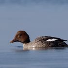 Weibliche Schellente  (Bucephala clangula)