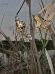 Weibliche Schilfradspinne (Araneus cornutus) mit Beute