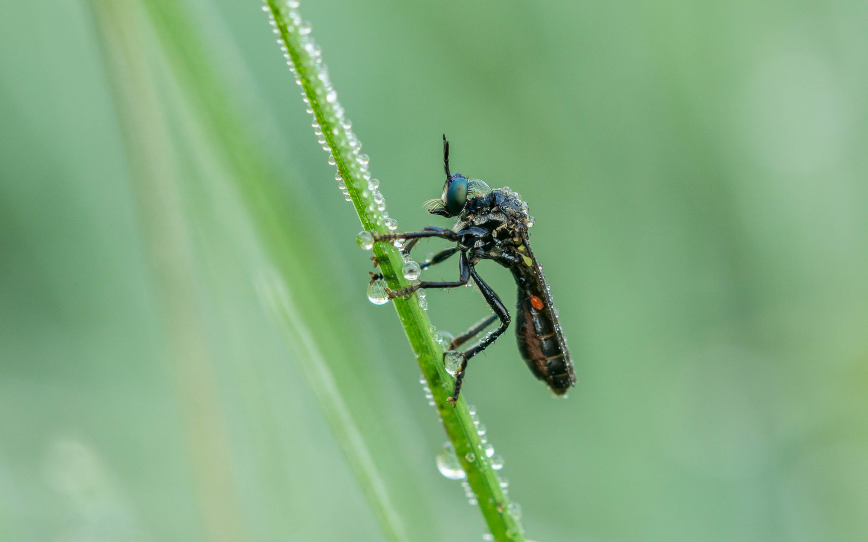  weibliche Schwarze Habichtsfliege