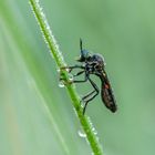  weibliche Schwarze Habichtsfliege