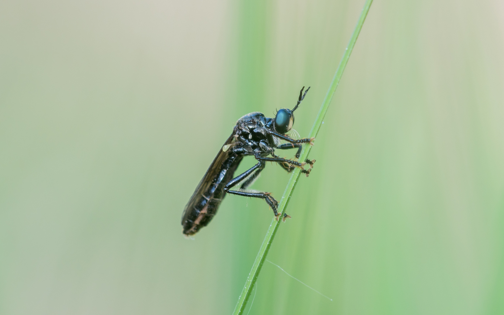 weibliche Schwarze Habichtsfliege