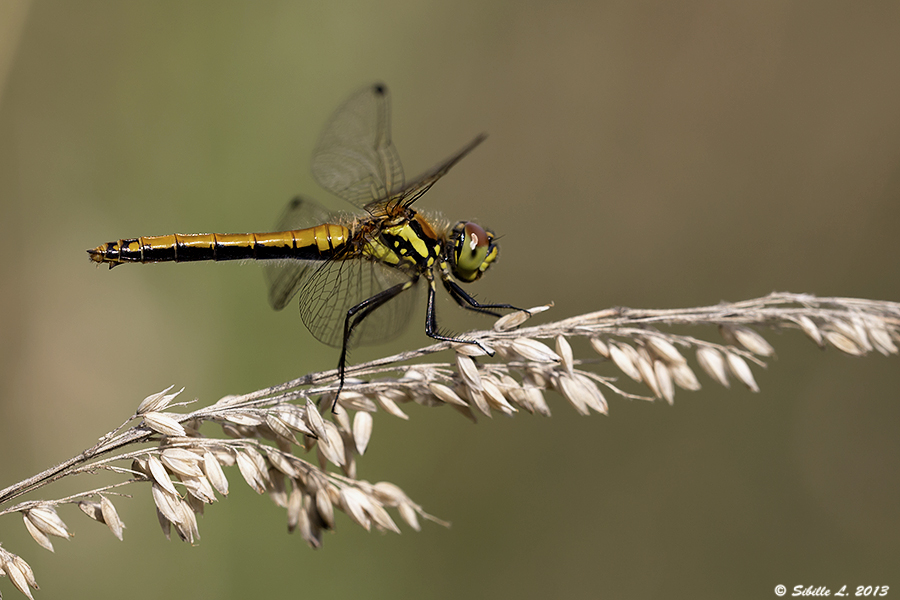 Weibliche Schwarze Heidelibelle (Sympetrum danae)