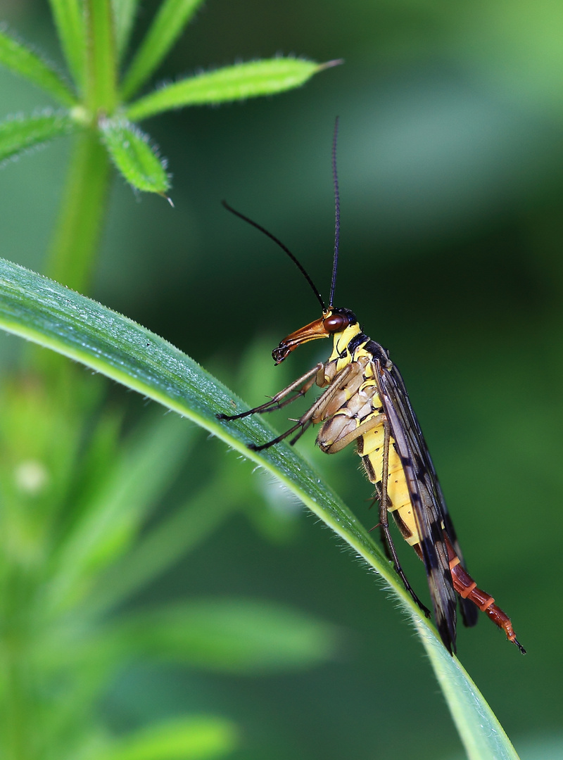 Weibliche Scorpionsfliege