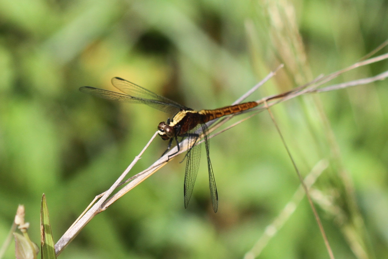 weibliche Segellibelle: Erythemis peruviana (Flame-tailed Pondhawk