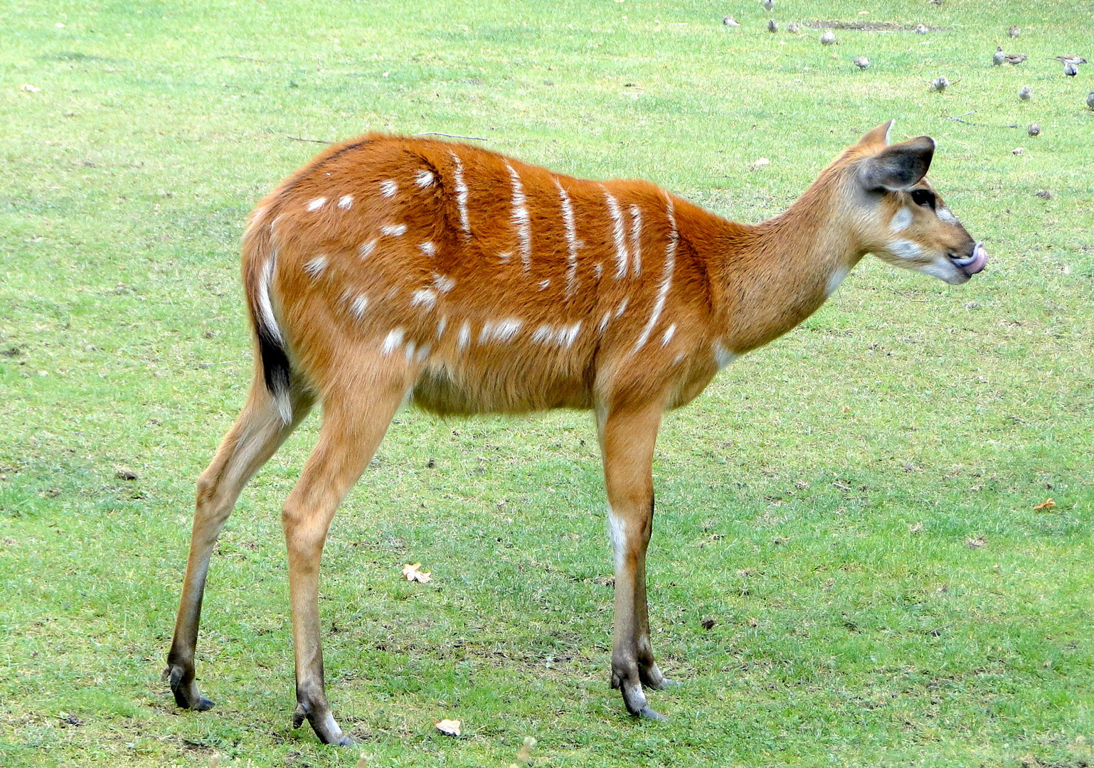 Weibliche Sitatunga-Antilope.