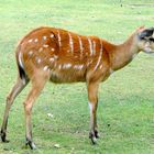 Weibliche Sitatunga-Antilope.