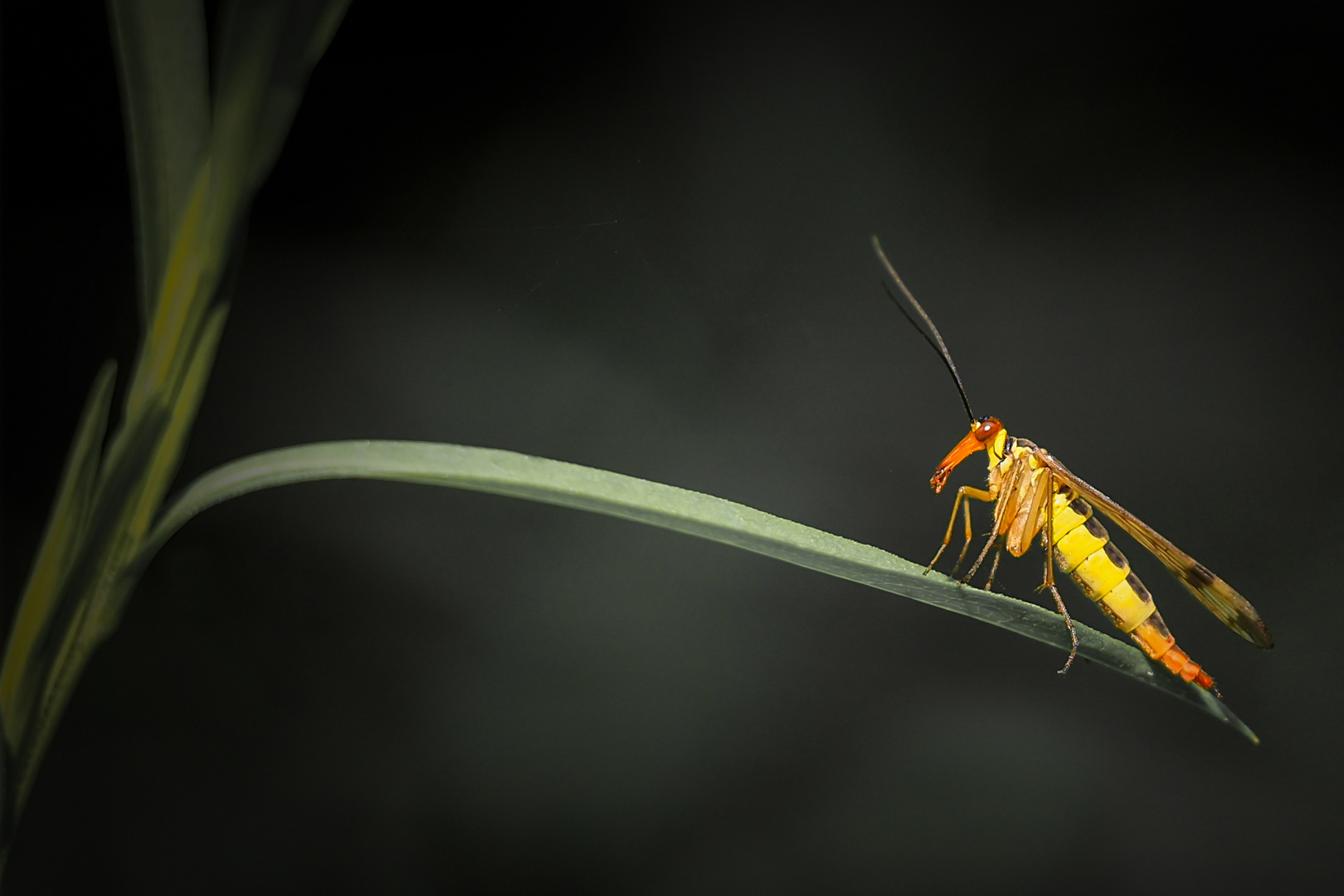 Weibliche Skorpionsfliege