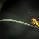 Weibliche Skorpionsfliege
