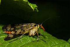 Weibliche Skorpionsfliege