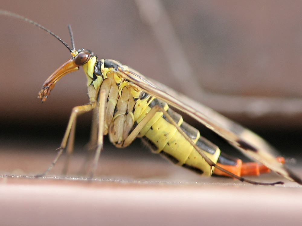 weibliche Skorpionsfliege