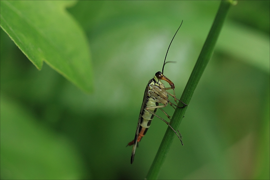 weibliche Skorpionsfliege