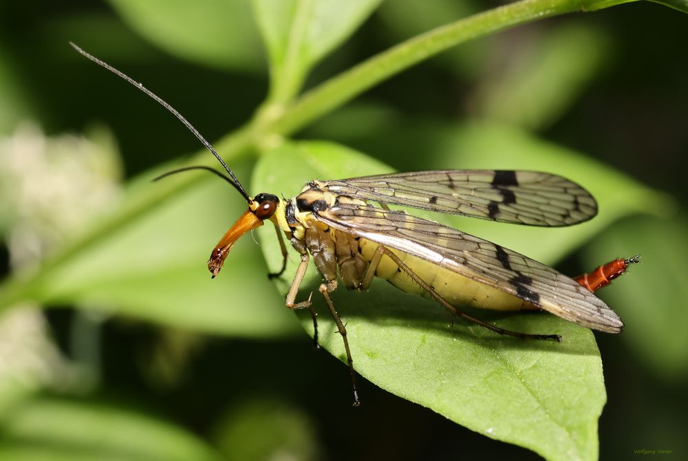 weibliche Skorpionsfliege