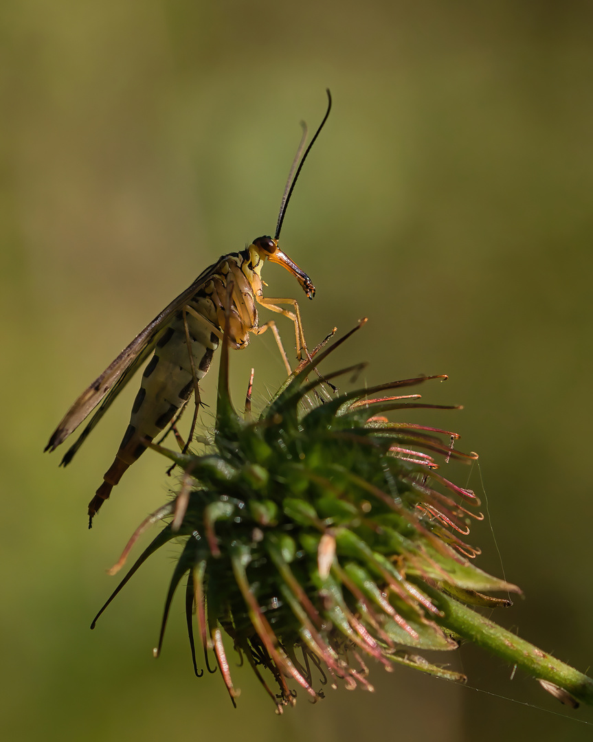 Weibliche Skorpionsfliege