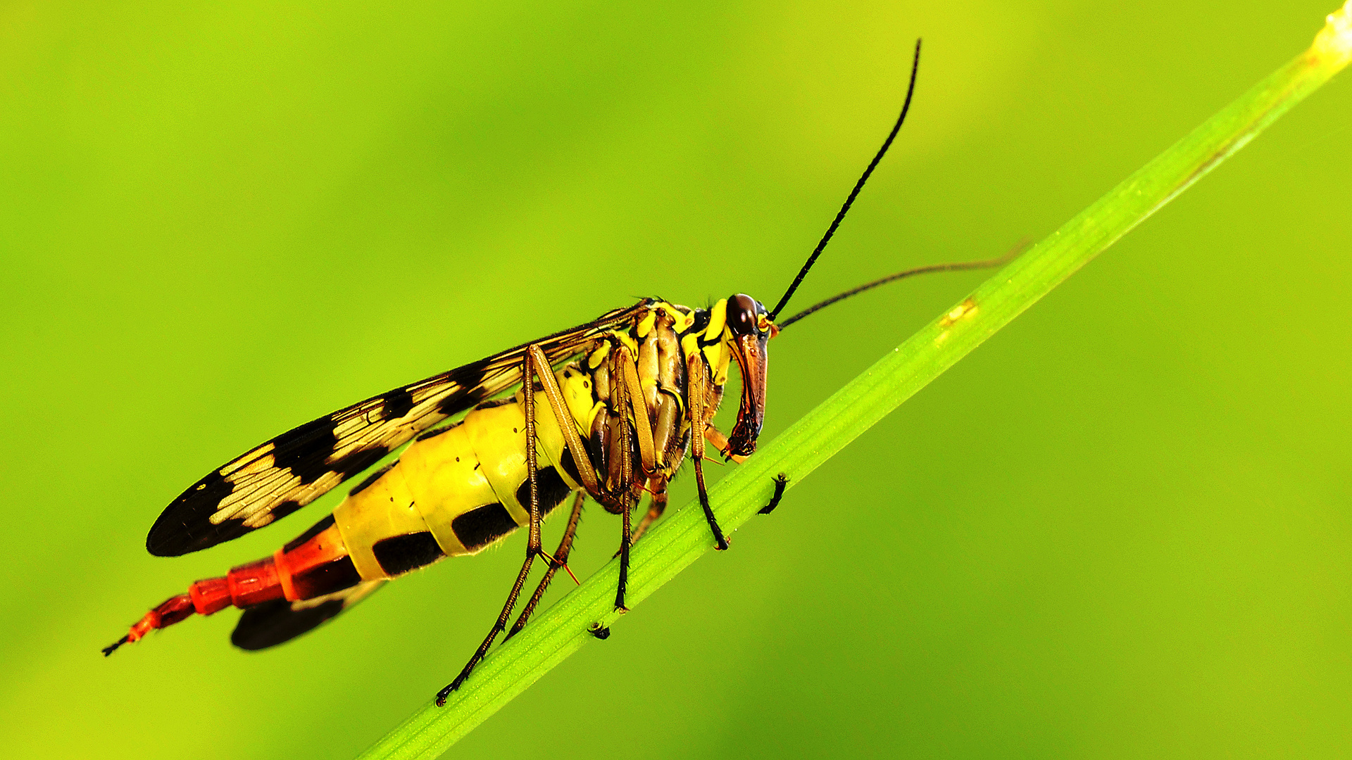 Weibliche Skorpionsfliege