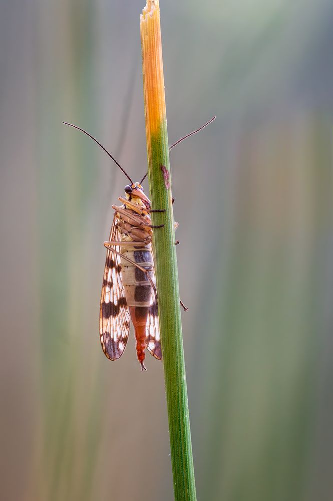 Weibliche Skorpionsfliege