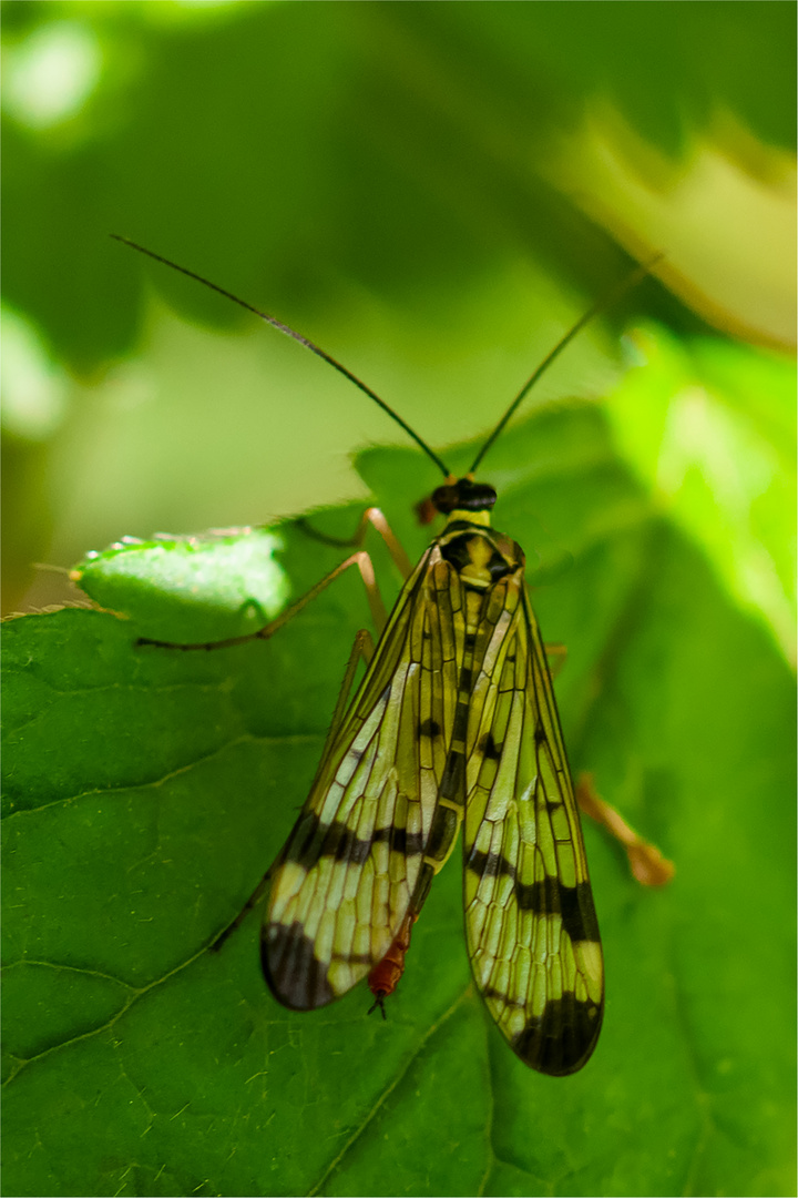 Weibliche Skorpionsfliege