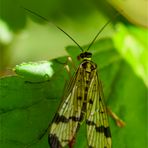 Weibliche Skorpionsfliege