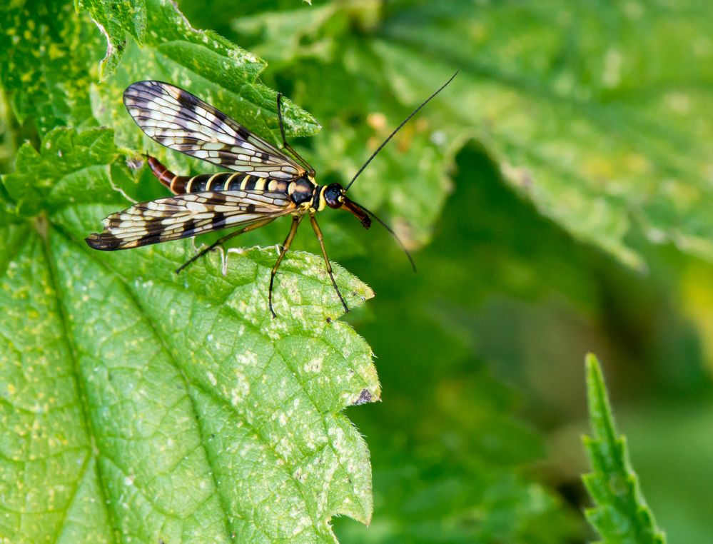 Weibliche Skorpionsfliege